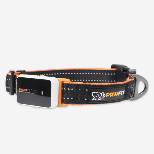 Pawfit 3 Collar Large