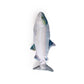 Jittering Dancing Fish Cat Toy Set - Sardine & Trout with Catnip Silvervine, Electric USB Rechargeable