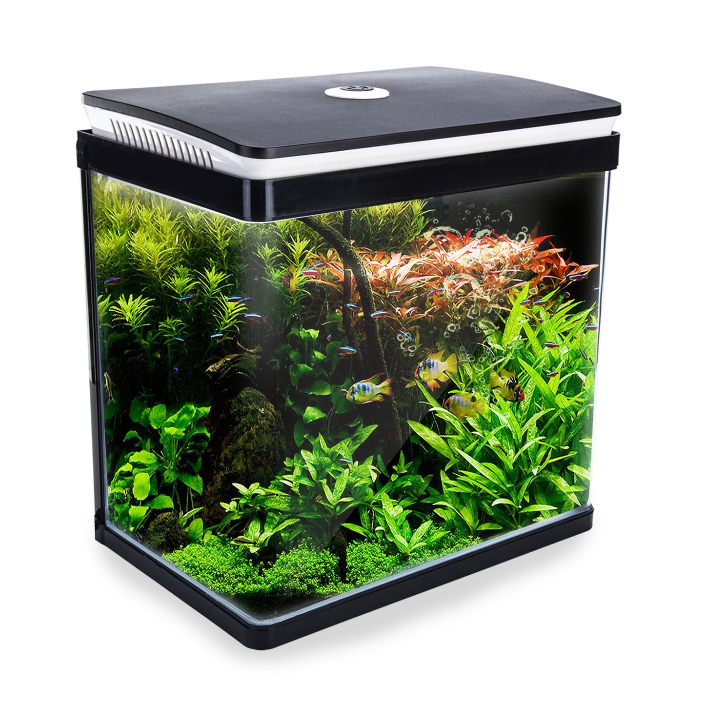 Dynamic Power Aquariums: Starfire Glass and Curved Glass Tanks with RGB LED Lighting