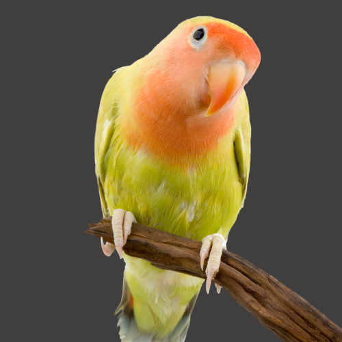 Choose your pet - Birds, shop for all bird products