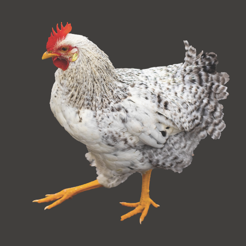 Choose your pet - Chickens, shop for all chook products