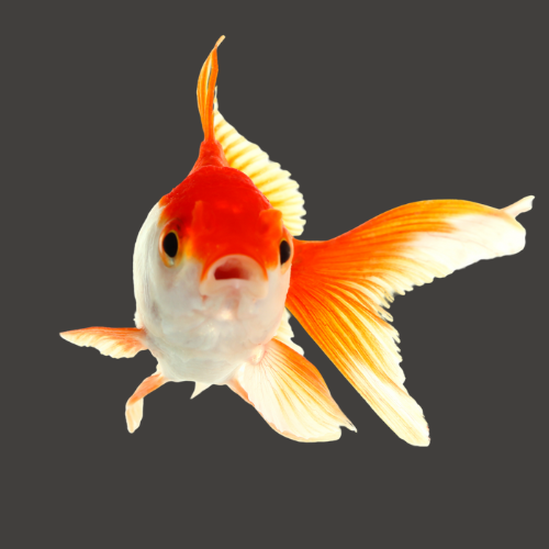 Choose your pet - Fish, shop for all fish products