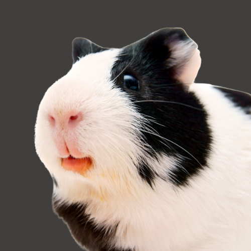 Choose your pet - Guinea Pigs, shop for all guinea pig products