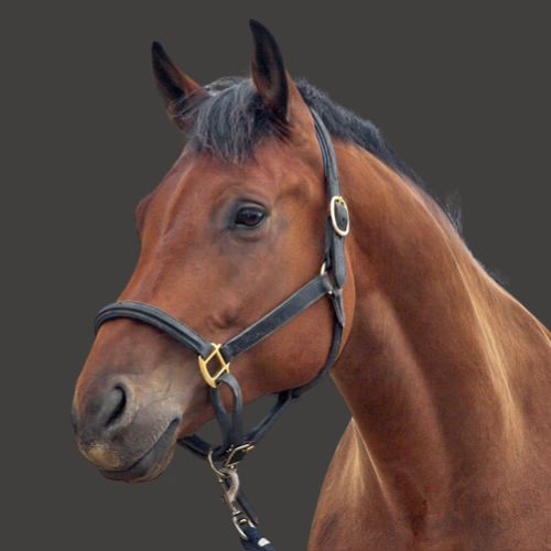 Choose your pet - Horses, shop for all horse products