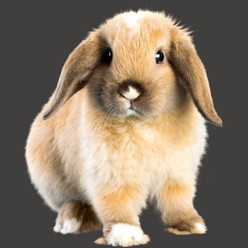 Choose your pet - Rabbits, shop for all rabbit products