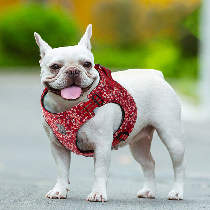 Floral Doggy Harness: Red and Saxony Blue in Various Sizes