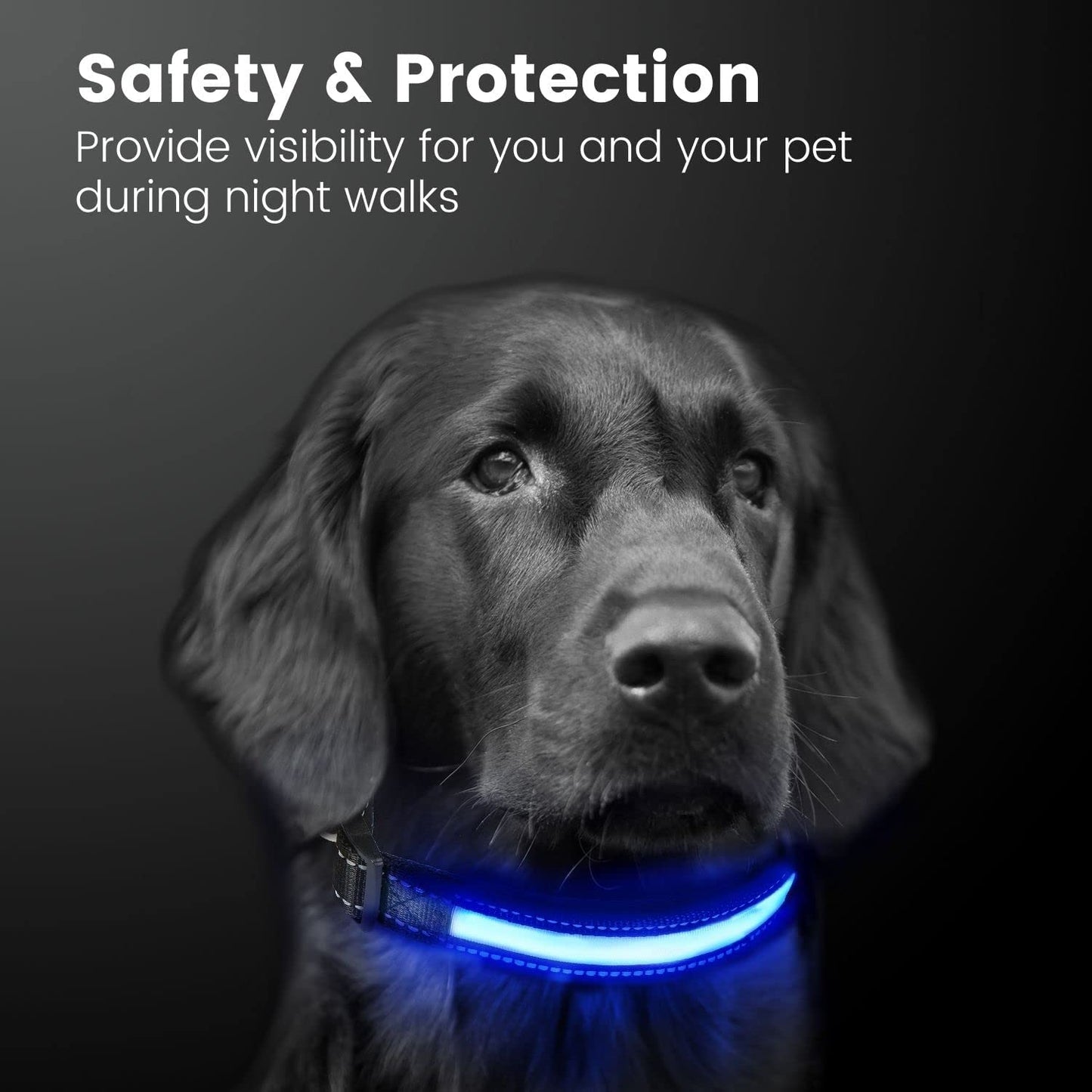 Floofi Solar USB Rechargable LED Dog Collar in various colours and sizes