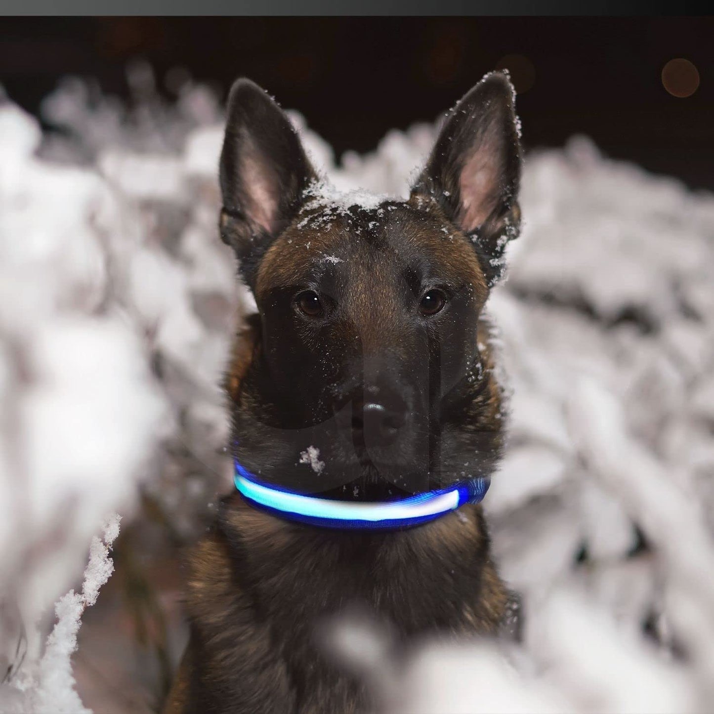 Floofi Solar USB Rechargable LED Dog Collar in various colours and sizes