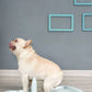 Large Portable Dog Potty Training Tray Pet Puppy Toilet Trays Loo Pad Mat Blue