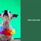 Travelling With Pets - A Definitive Guide to Pet-Friendly Accommodation