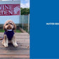 Travelling With Pets - A Definitive Guide to Pet-Friendly Accommodation